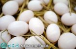2021年3月5日白鸽蛋价格行情、今...