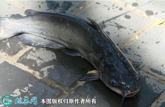 2021年4月15日叉尾鱼价格行情,今日叉尾鮰鱼多少钱一斤?