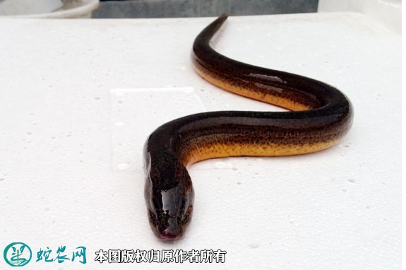 正大9号黄鳝也是黄鳝的一个品种,经过养殖企业选育而成,比野生的黄鳝