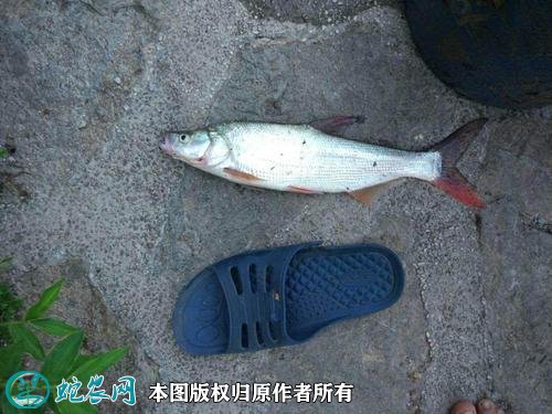 20210415年月最新红尾鱼价格行情走势图