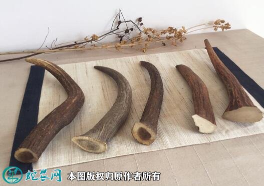 2021年6月18日鹿角价格行情,今日鹿角多少钱一斤?