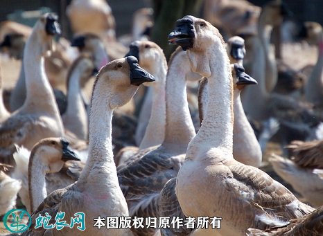 2021年6月23日狮头鹅价格行情,今日饶平狮头鹅,杂交狮头鹅多少钱一斤?