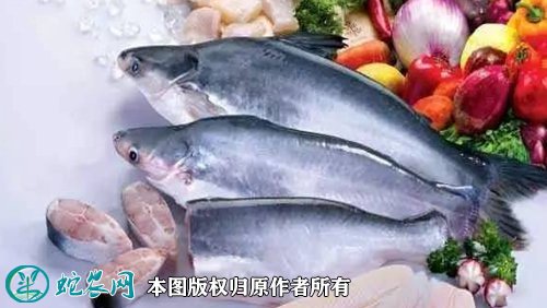 2021年6月26日巴沙鱼价格行情,今日巴沙鱼多少钱一斤?