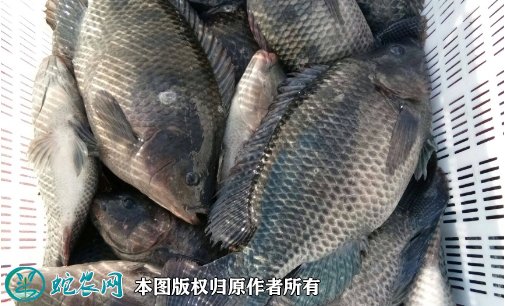 2021年6月28日吉利罗非鱼价格行情,今日吉利非鲫多少钱一斤?