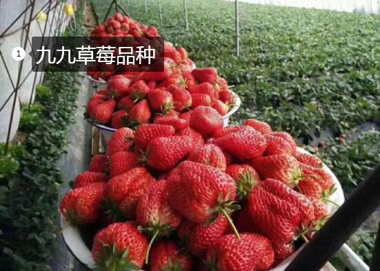 2020年11月4日九九草莓价格行情、今日九九草莓多少钱一斤?