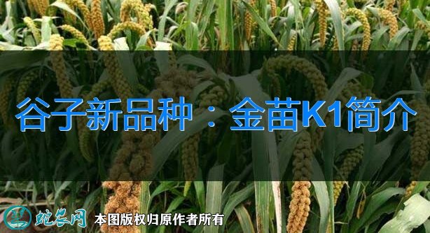 谷子新品种金苗k1简介