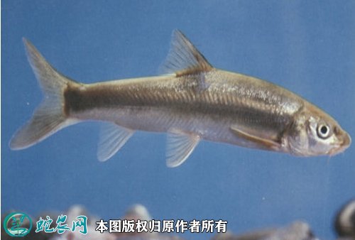 2021年8月28日公鱼价格行情,今日池沼公鱼/云南裂腹鱼多少钱一斤?