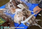 2021年8月29日深水墨鱼价格行情...