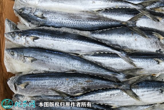 2021年8月29日燕鲅鱼价格行情、今日燕鲅鱼多少钱一斤？