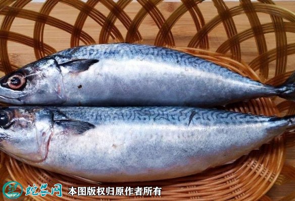 2021年8月29日马鲛鱼价格行情、今日马鲛鱼多少钱一斤?