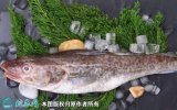 2021年8月29日银鳕鱼价格行情、...