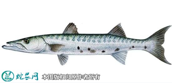 20210830年月最新梭鱼价格行情走势图