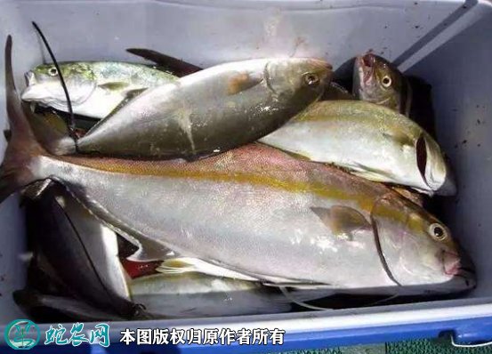 2021年8月30日油甘鱼价格行情、今日鰤鱼多少钱一斤?