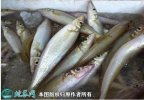 2021年8月30日沙尖鱼价格行情、...