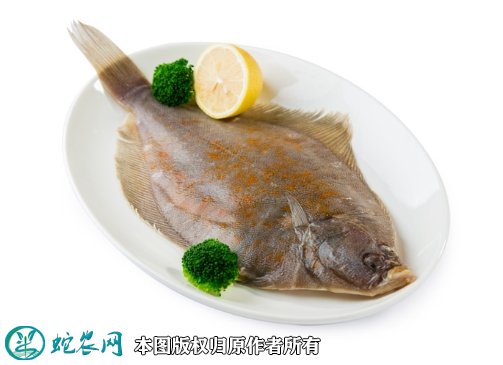 2021年8月30日黄尾鲽鱼价格行情、今日黄尾鲽鱼多少钱一斤?