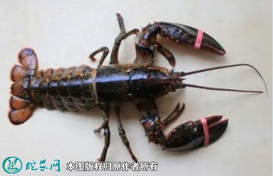 2021年8月30日龙虾价格行情、今日各种龙虾多少钱一斤？