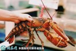 2021年8月30日大波龙价格行情、...