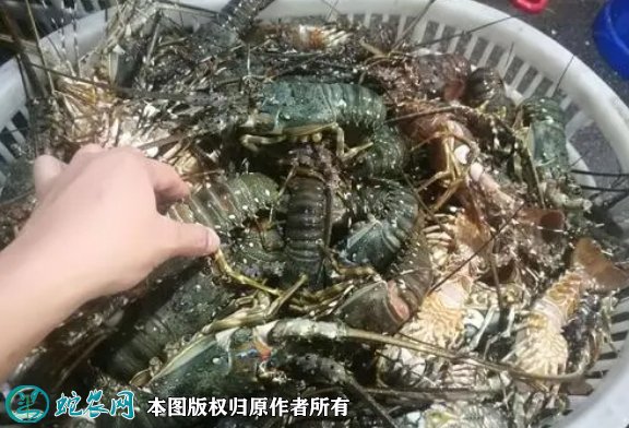 2021年8月31日越南青龙虾价格行情、今日越南青龙虾多少钱一斤?