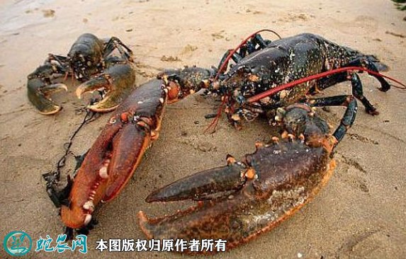 2021年8月31日中国龙虾价格行情、今日中国龙虾多少钱一斤?