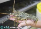 2021年8月31日小青龙价格行情、...