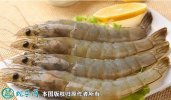 2021年8月31日中国对虾价格行情...