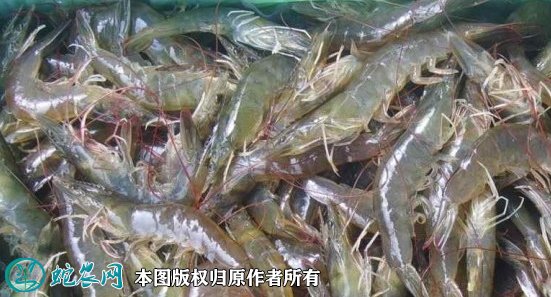 2021年8月31日南美白对虾价格行情、今日南美白对虾多少钱一斤？