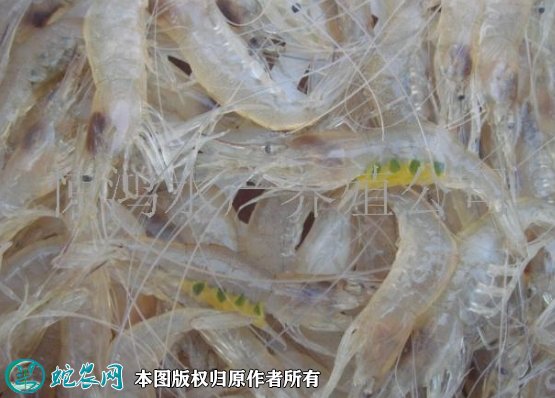 2021年8月31日白虾价格行情、今日白米虾/秀丽白虾多少钱一斤?