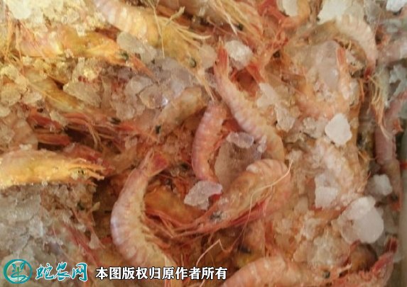 2021年8月31日立虾价格行情、今日鹰爪虾多少钱一斤?