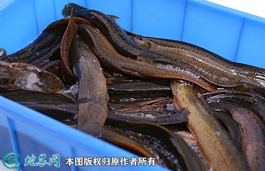 2021年8月31日泥鳅价格行情、今日各种泥鳅多少钱一斤?
