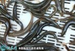 2021年9月1日青鳅价格行情、今日...