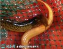 2021年9月1日黄泥鳅价格行情、今...