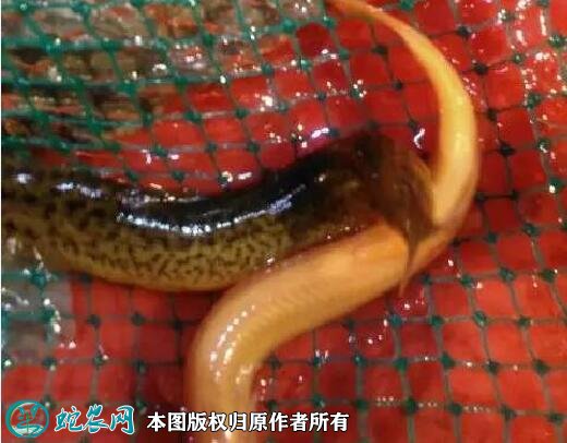 2021年9月1日黄泥鳅价格行情、今日黄板泥鳅多少钱一斤?