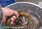 2021年9月1日正大9号黄鳝价格行...