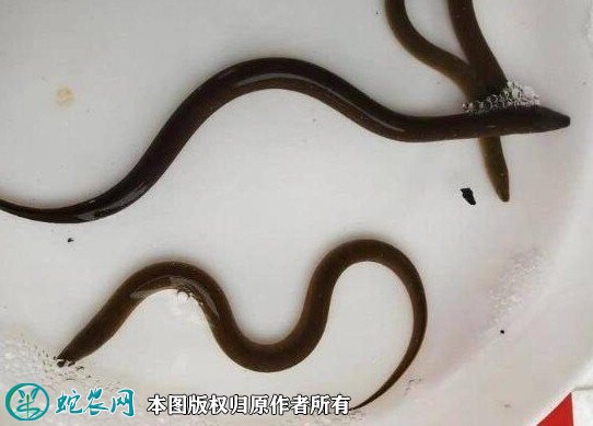 2021年9月1日华丰9号黄鳝价格行情、今日华丰9号黄鳝多少钱一斤?