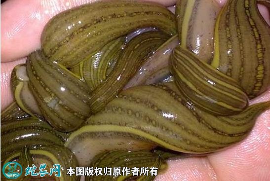 2021年9月1日水蛭价格行情、今日蚂蝗多少钱一斤?