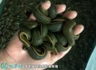 2021年9月1日菲牛蛭价格行情、今...