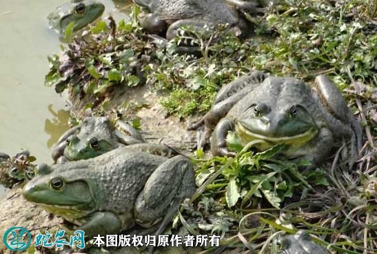 2021年9月1日美国青蛙价格行情、今日美国沼泽青蛙多少钱一斤?