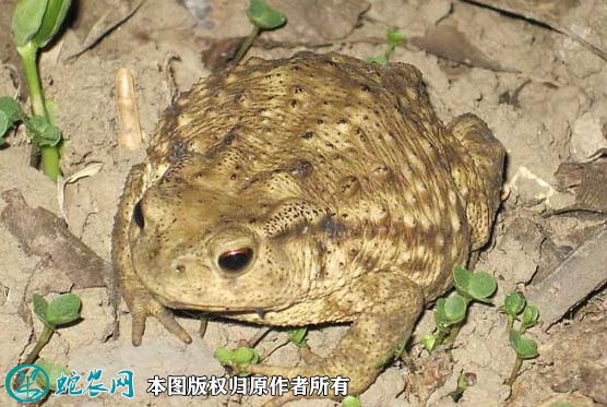 2021年9月1日蟾蜍价格行情、今日癞蛤蟆、蟾蜍多少钱一斤？