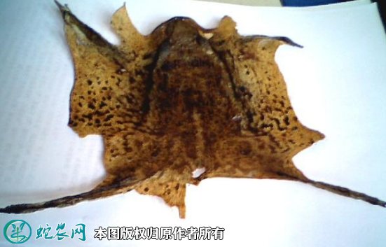 2021年9月1日蟾皮价格行情、今日蟾蜍皮多少钱一斤？