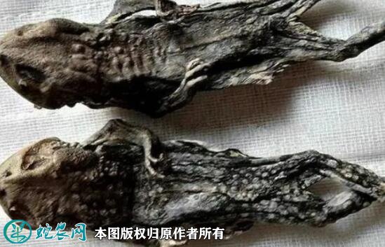 2021年9月1日药用蟾蜍价格行情、今日药用蟾蜍多少钱一斤？