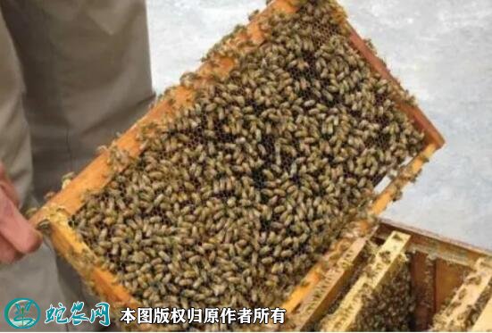 2021年9月1日蜜蜂价格行情、今日各种蜜蜂多少钱一脾？