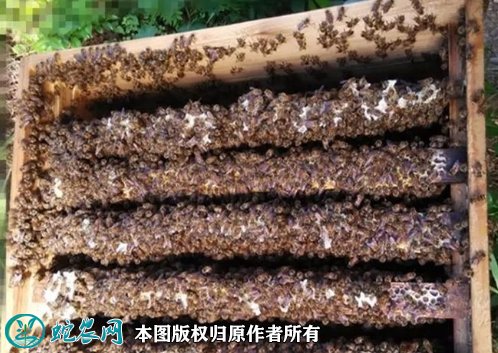 2021年9月1日中蜂价格行情、今日土蜂、中华蜜蜂多少钱一脾？