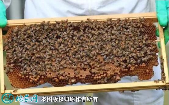 2021年9月1日意蜂价格行情、今日意大利蜂多少钱一脾？