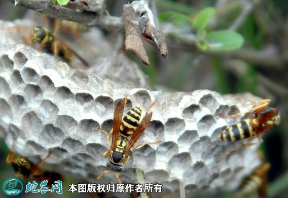 2021年9月1日胡蜂价格行情、今日胡蜂/马蜂多少钱一斤？