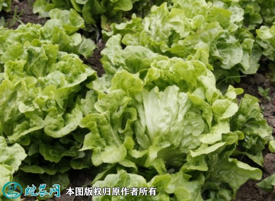 2021年9月12日球生菜价格行情、今日结球生菜多少钱一斤?