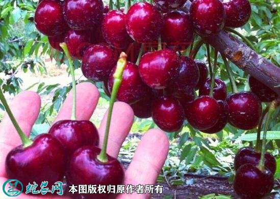 2021年9月21日大紫樱桃价格行情、今日大紫樱桃多少钱一斤?