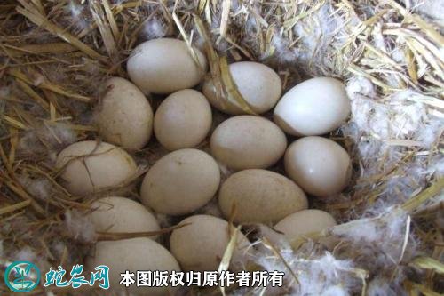 2020年11月7日种鹅蛋价格行情、今日鹅种蛋多少钱一个?