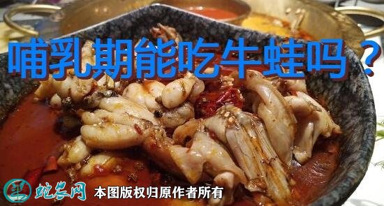 哺乳期能吃牛蛙吗?