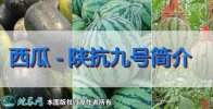 西瓜新品种：陕抗九号简介
