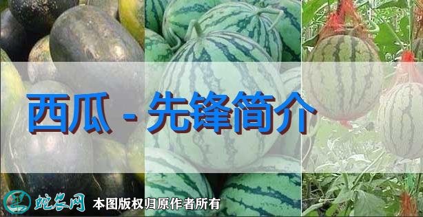 西瓜新品种：先锋简介